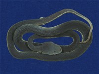 藏品(赤尾青竹絲)的圖片